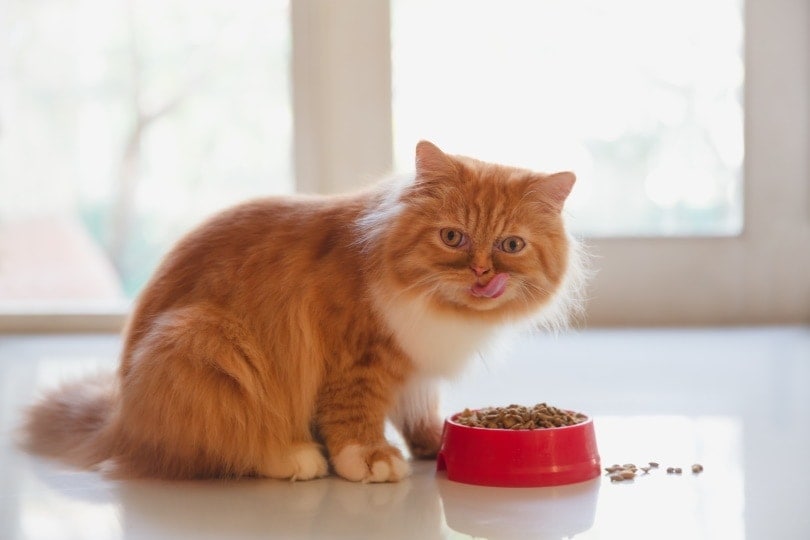 फारसी बिल्ली सूखा खाना खा रही है