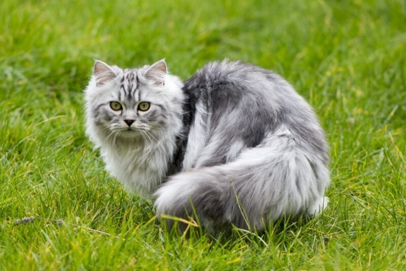 persian cat in grass