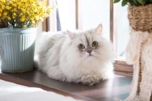 persian cat near window
