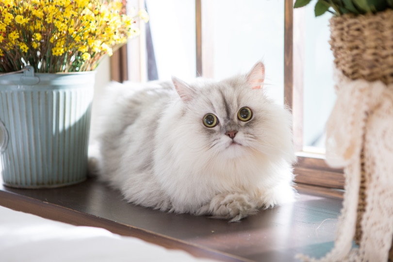 персидская кошка у окна
