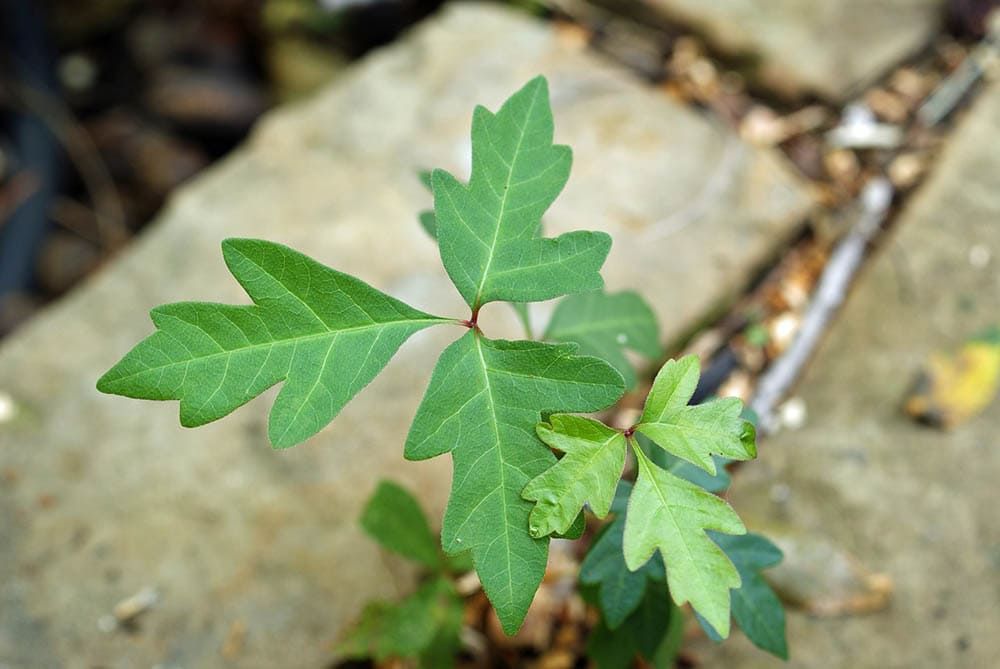 Can Goats Safely Eat Poison Ivy? What You Need To Know! | Pet Keen