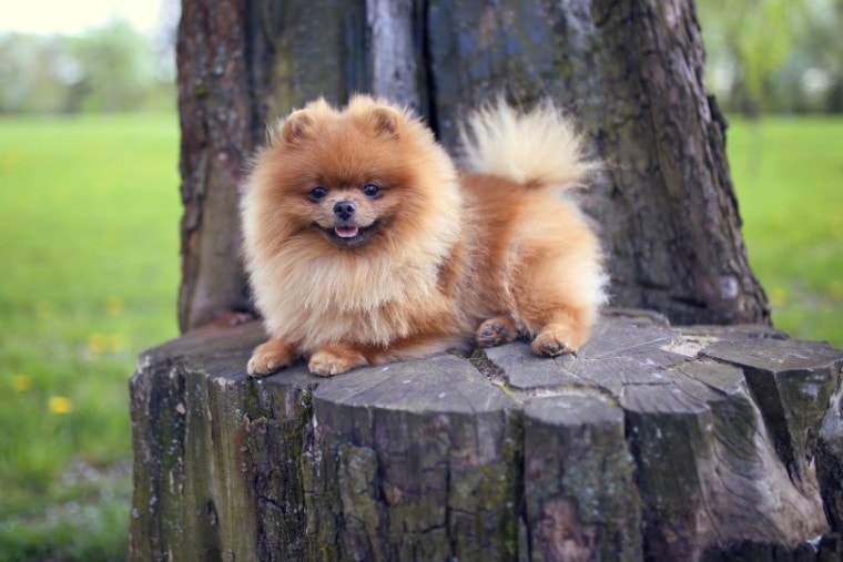 pomeranian dog outdoor