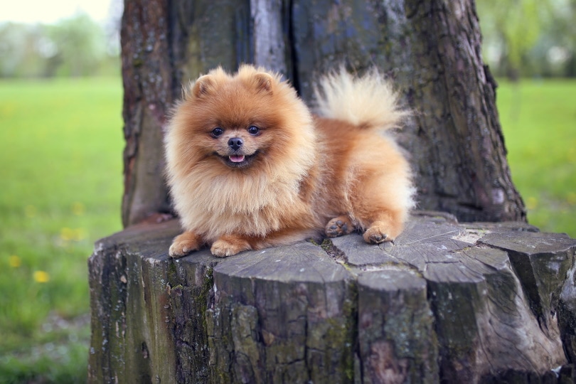 Pomeranian Dog Breed Guide: Info, Pictures, Care & More! | Pet Keen