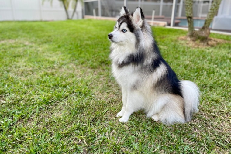 pomsky dog outdoor