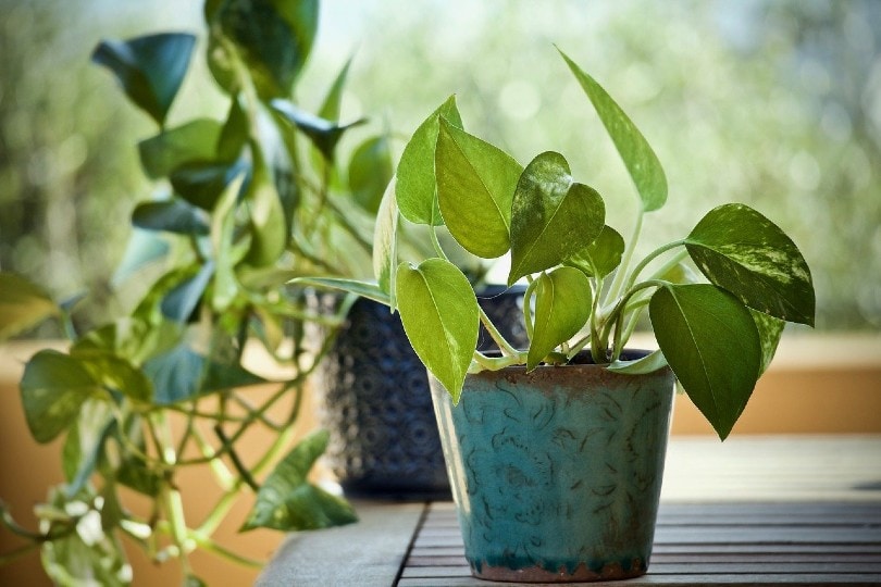 Are Pothos Plants Toxic to Cats? What You Need to Know!