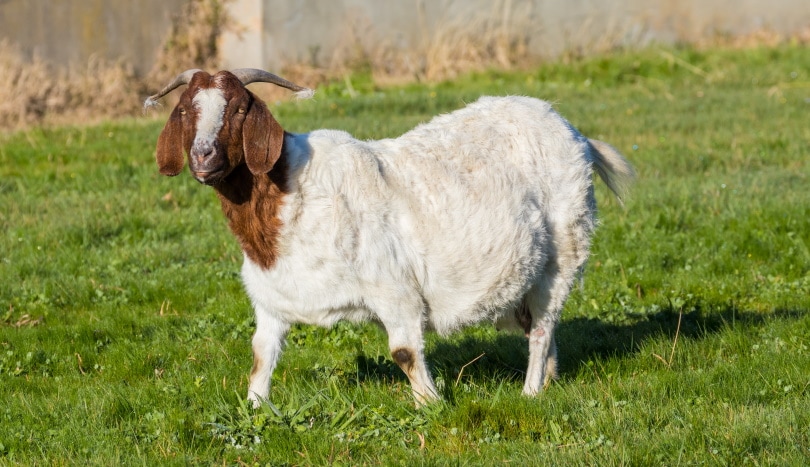 pregnant goat on grass