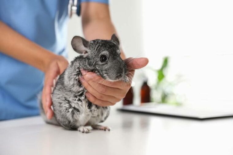 professional veterinarian examining chinchilla in clinic