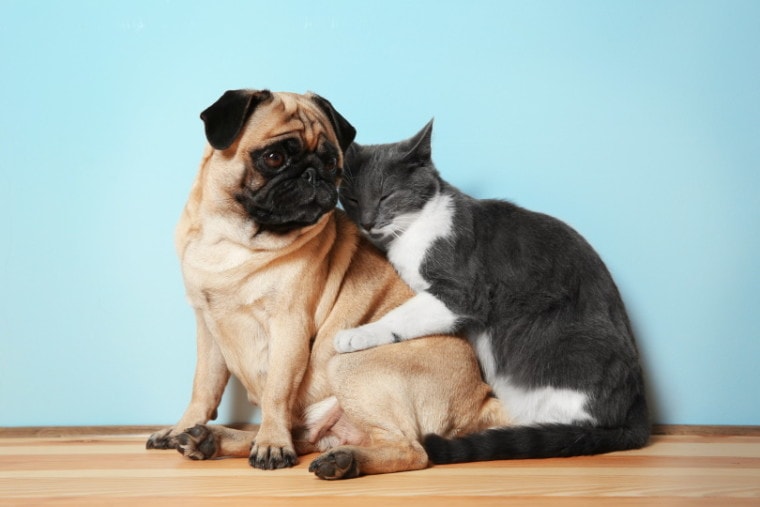 verkouden worden Onmogelijk Schatting Can Cats Mate With Dogs? All You Need To Know! | Pet Keen