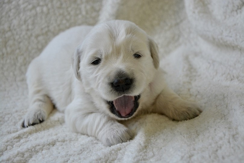 puppy getting hiccups