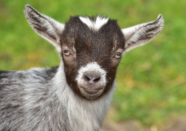 pygmy goat face close up