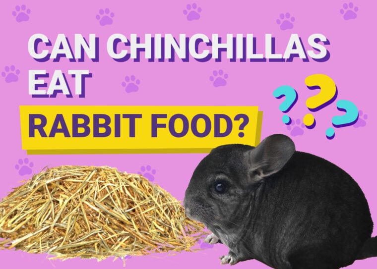 Can Chinchillas Eat Rabbit Food
