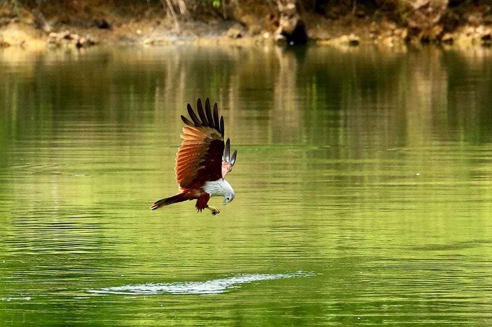 red hawk hunting in the lake