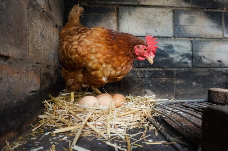 How Many Eggs Do Chickens Lay a Day? What You Need To Know! | Pet Keen