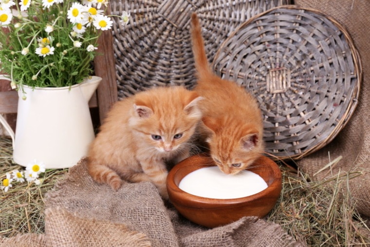 red kittens drinking milk
