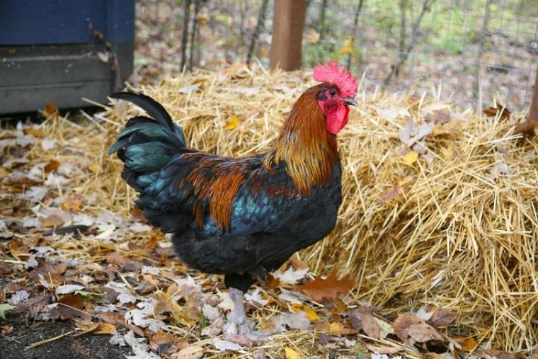 rooster outdoors