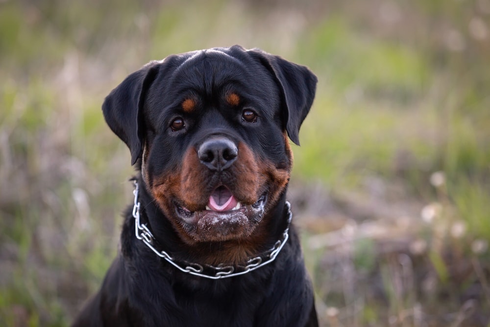 Can a Rottweiler Purr? The Interesting Answer |
