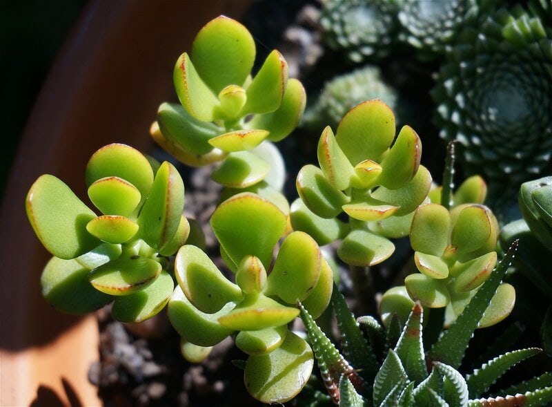 jade plant closeup