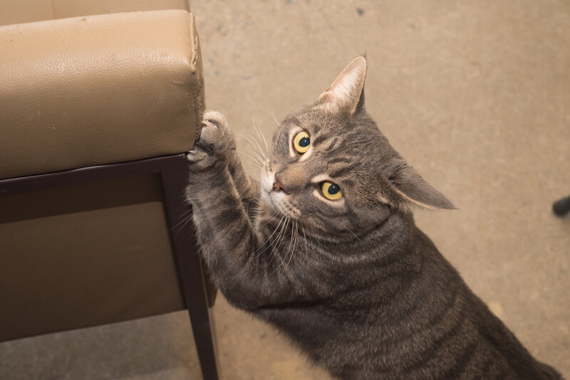 male shelter cat destroying furniture with front claws