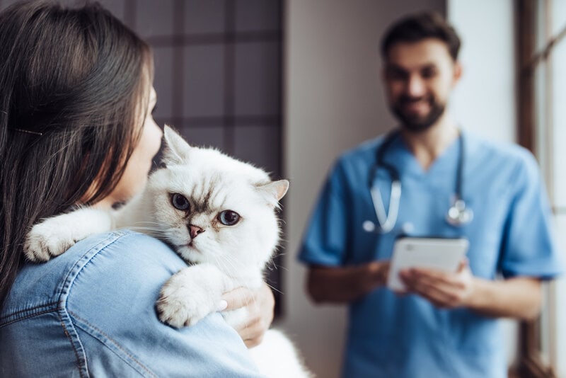 gato en el veterinario con dueño y veterinario
