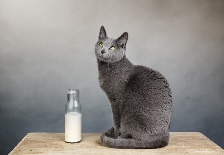russian blue cat with milk in a bottle