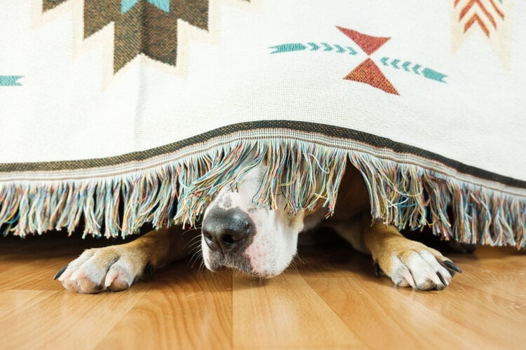 perro asustado se esconde debajo de la manta de la cama