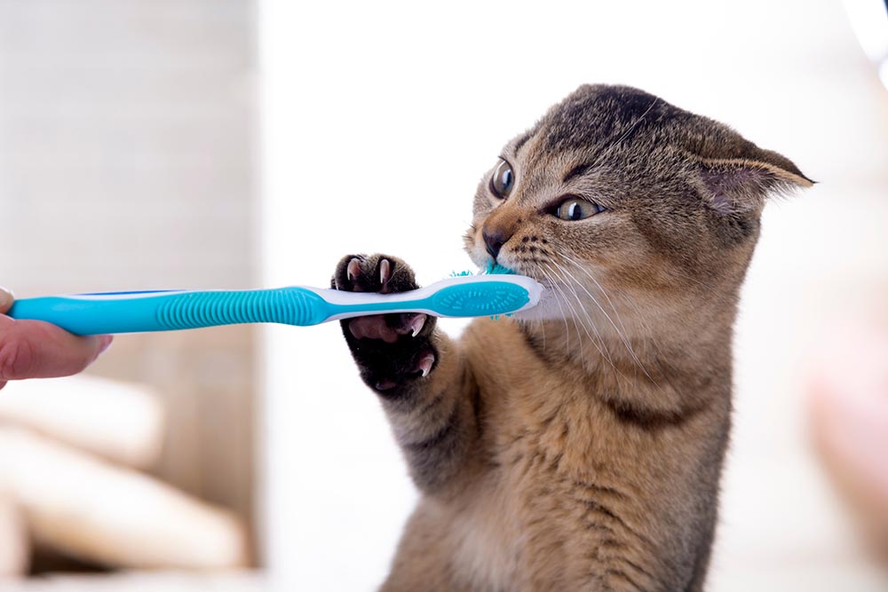 scottish fold cat and toothbrush