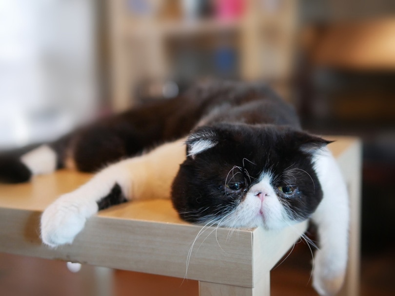 शॉर्टहेयर बिल्ली मेज पर लेटी हुई, उदास दिख रही है