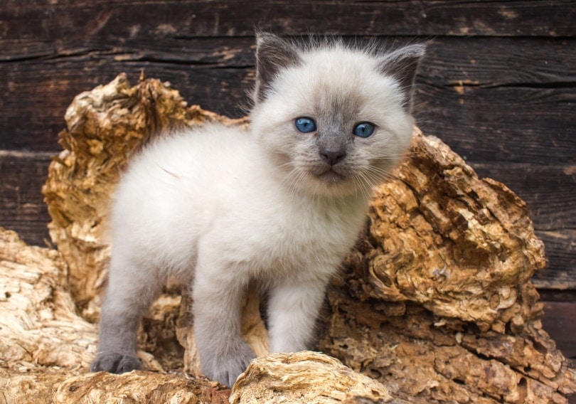नीली आँखों वाला स्याम देश का बिल्ली का बच्चा