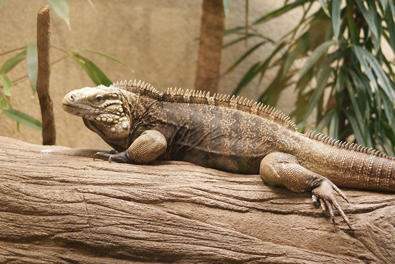 side view of an iguana on a tree trunk