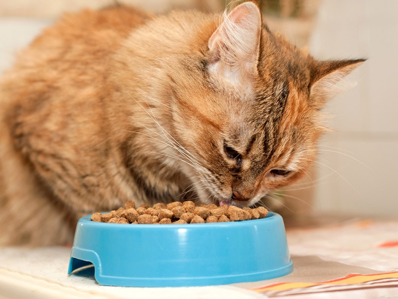 tabby cat eats dry food from blue bowl