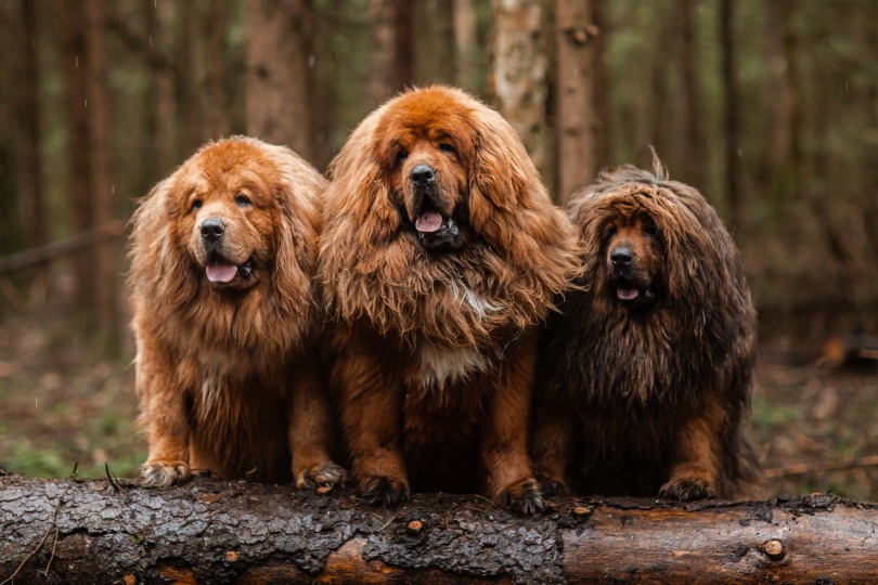 three red tibetan mastiff dog