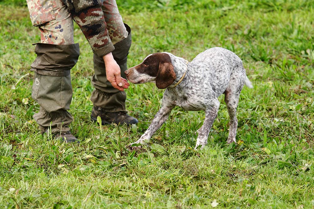 truffle hunting dog