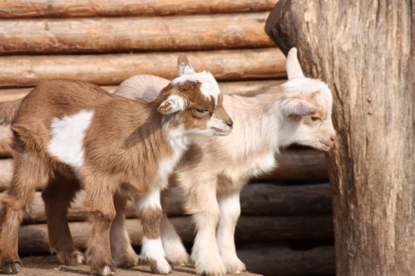 two baby goats