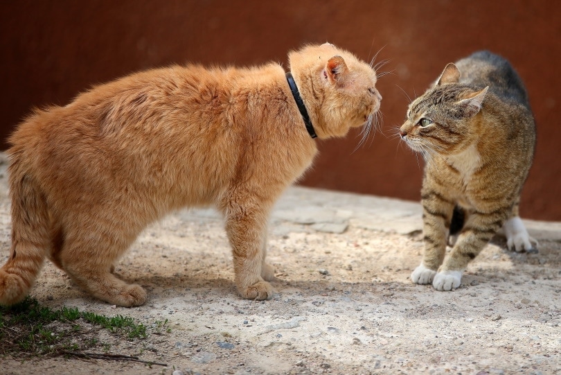 दो बिल्लियाँ लड़ रही हैं