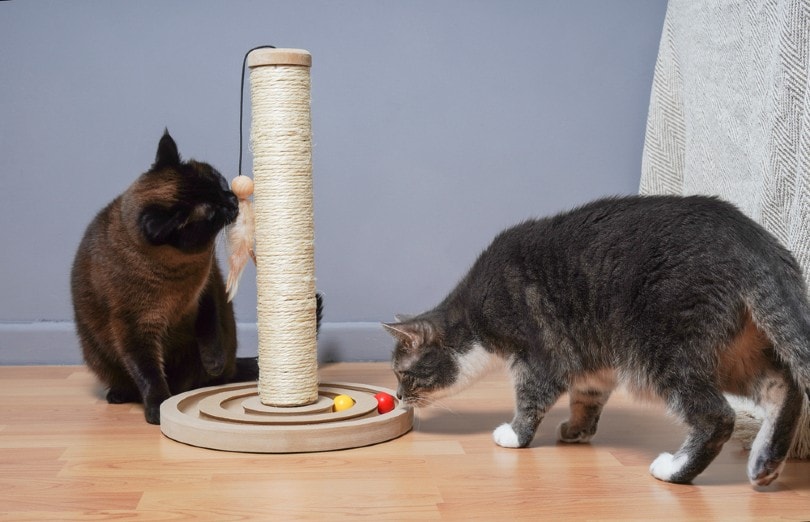 dos gatos jugando con juguetes en casa