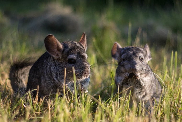 two chinchillas in the grass