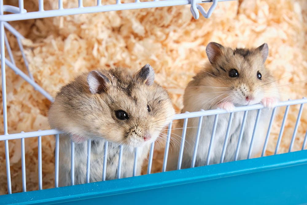 two cute hamsters in the cage