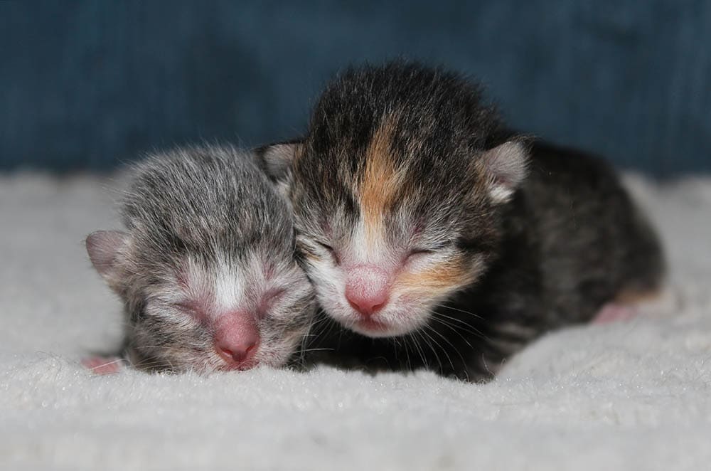 two newborn kittens