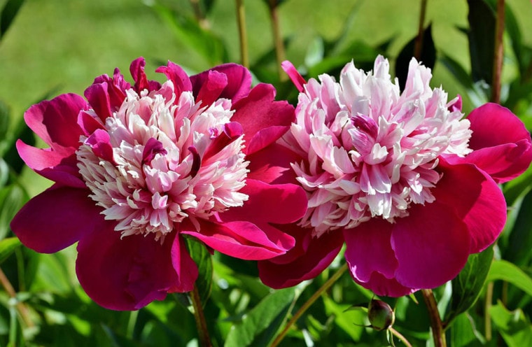 two pink peonies