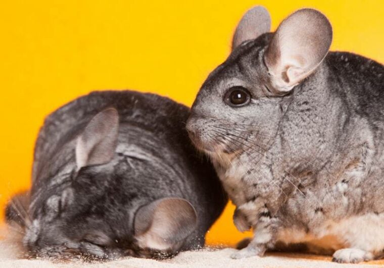 two silver chinchillas bathing in white sand on yellow background