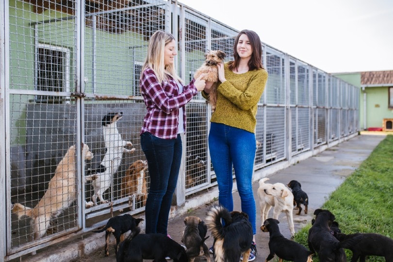 11 UK Animal Shelter Statistics & Facts to Know in 2023: Benefits, Facts &  More | Pet Keen