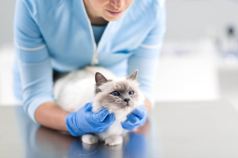 बिरमन बिल्ली का आकलन करने वाला पशु चिकित्सक