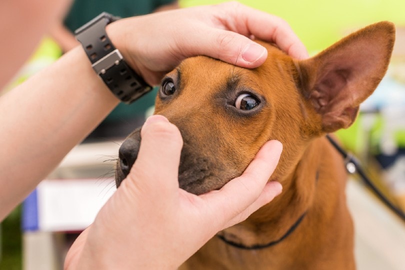 कुत्ते की आंखों की जांच करते पशु चिकित्सक