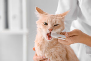 Vet cleaning cat teeth