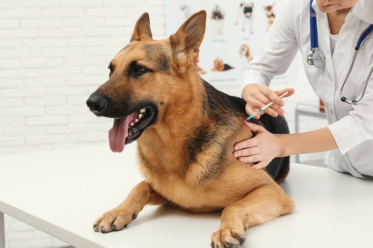 veterinarian vaccinating German Shepherd dog