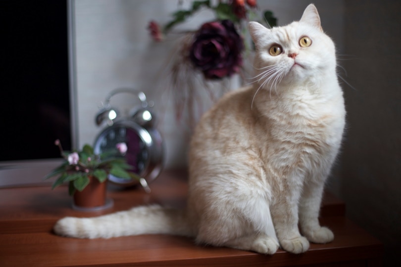 white british shorthair cat sitting