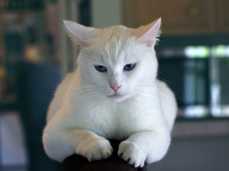 white cat lying