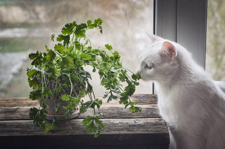 white cat sniffing a fresh coriander plant