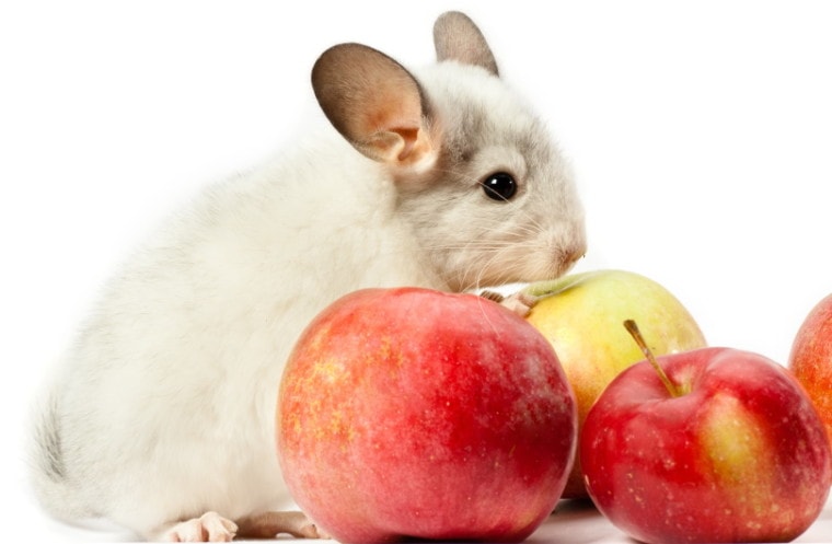 white chinchilla with red apples