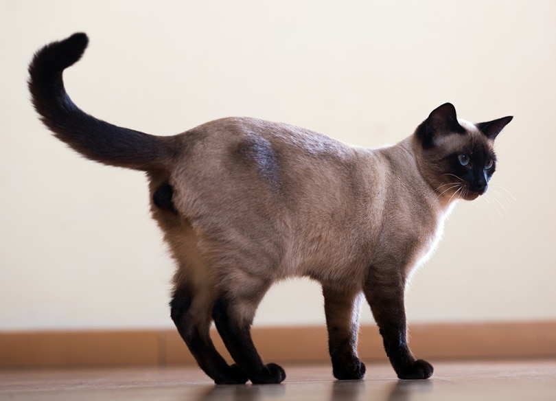 young adult siamese cat standing on wooden floor